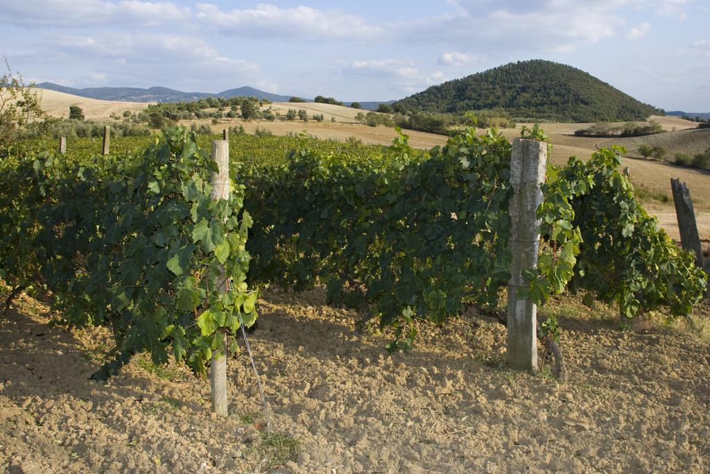 Il Giogo Agriturismo Villa Rosignano Marittimo Eksteriør bilde