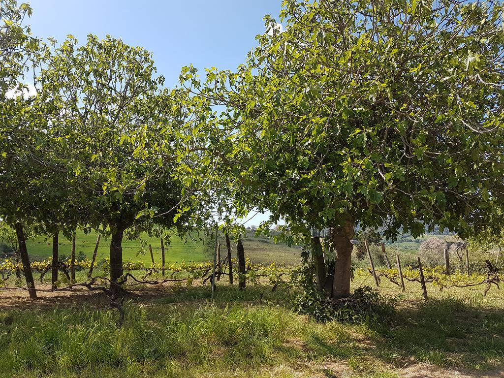 Il Giogo Agriturismo Rosignano Marittimo Eksteriør bilde