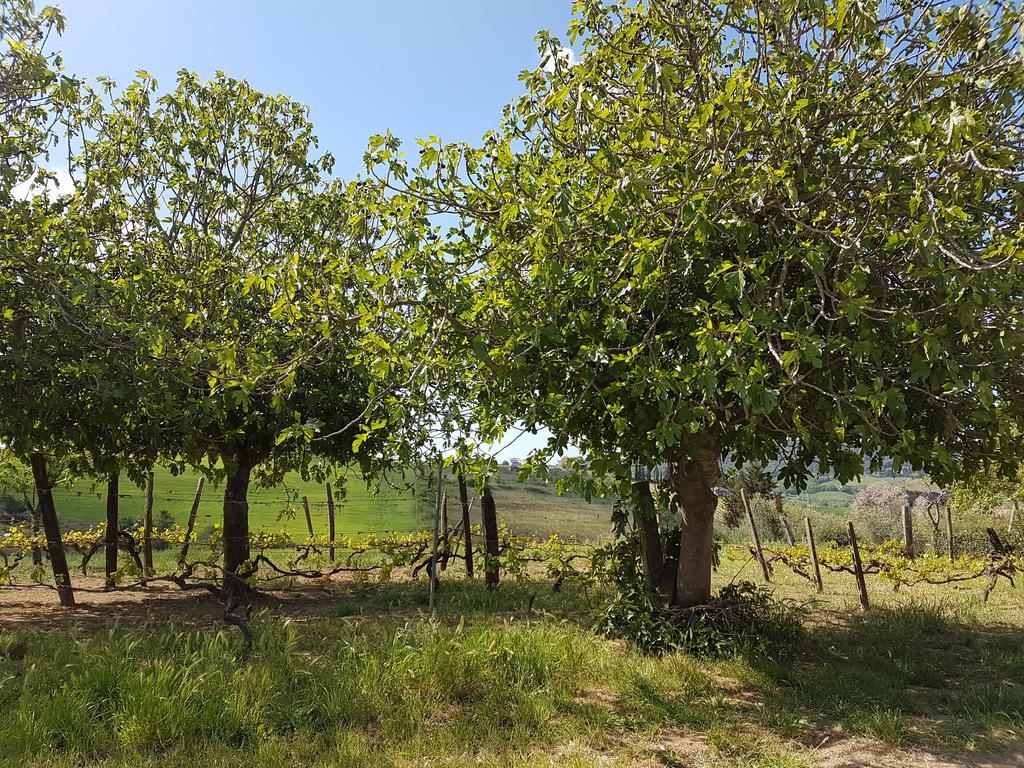 Il Giogo Agriturismo Villa Rosignano Marittimo Eksteriør bilde